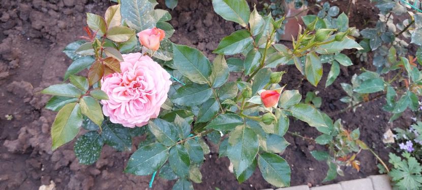 Pink abundance - Trandafiri 2023