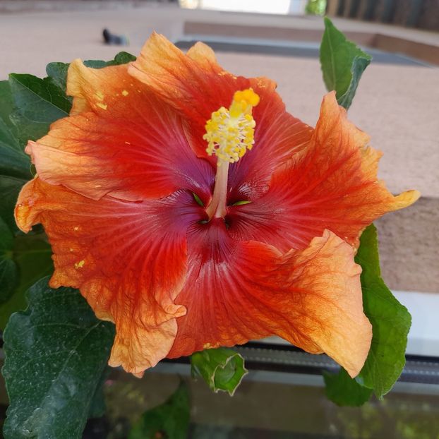 01.06.2023 - HIBISCUSI 2023-1