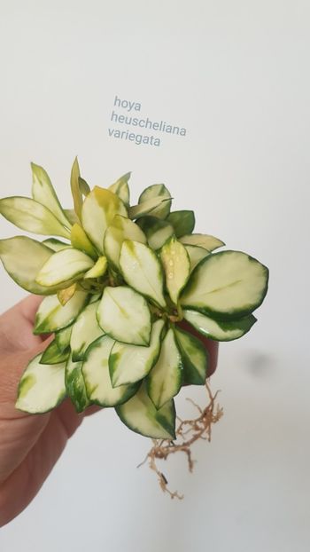  - Heuscheliana variegata