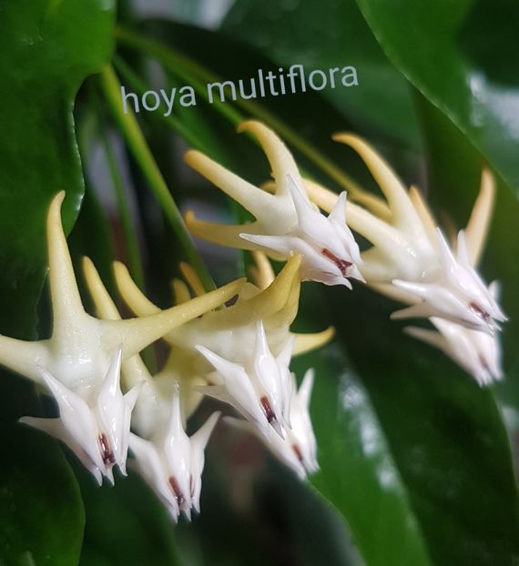  - Multiflora