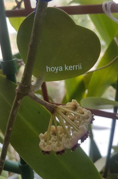  - Kerrii