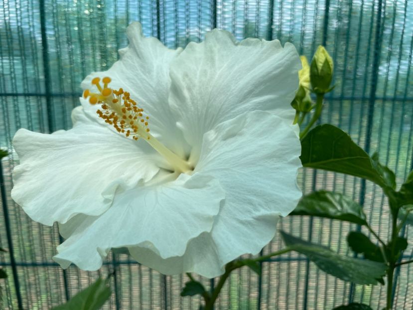 San Remo - 001 - Hibiscusi