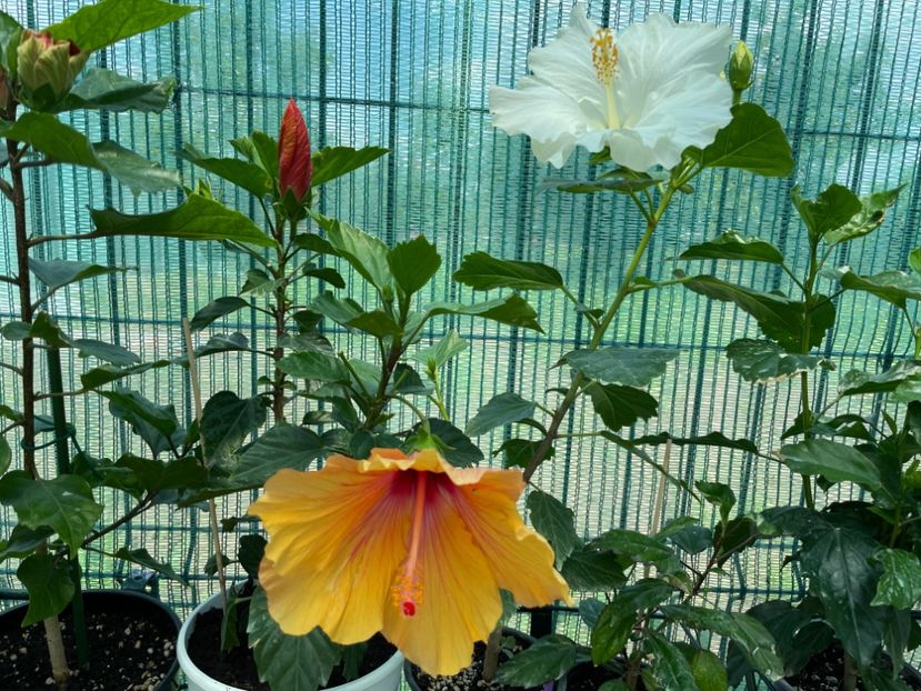 1E2F969F-488B-40CF-8479-42E30BB7501F - 001 - Hibiscusi