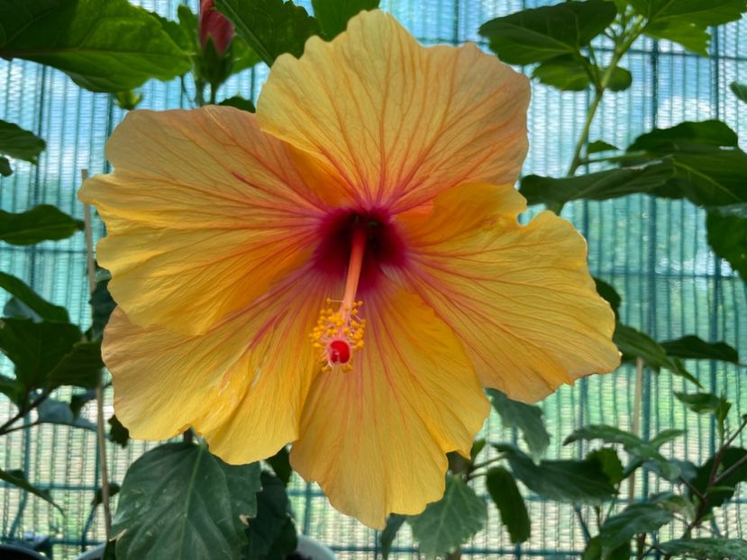 C9D90E7B-B580-4107-B7DB-E2B6A72CE1CD - 001 - Hibiscusi