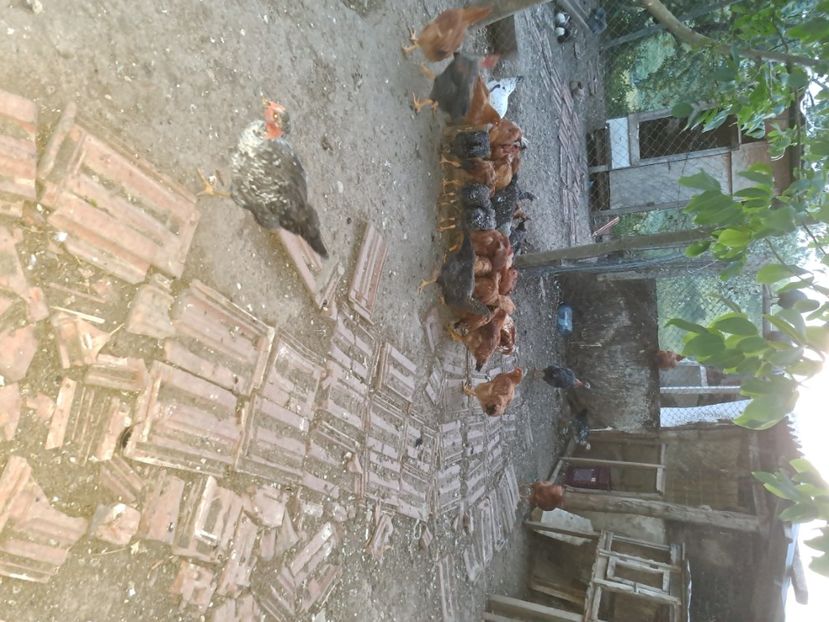  - Pasari la ferma 2023