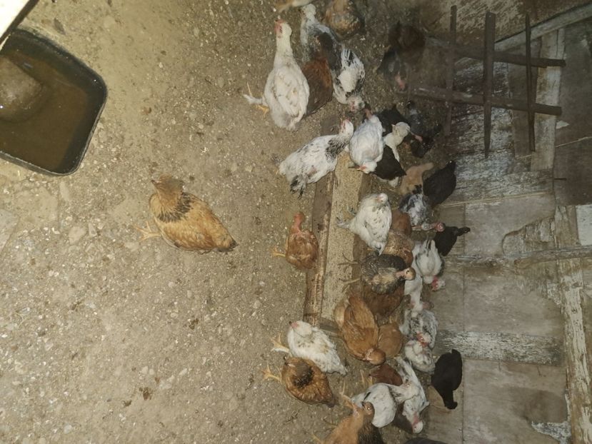  - Pasari la ferma 2023