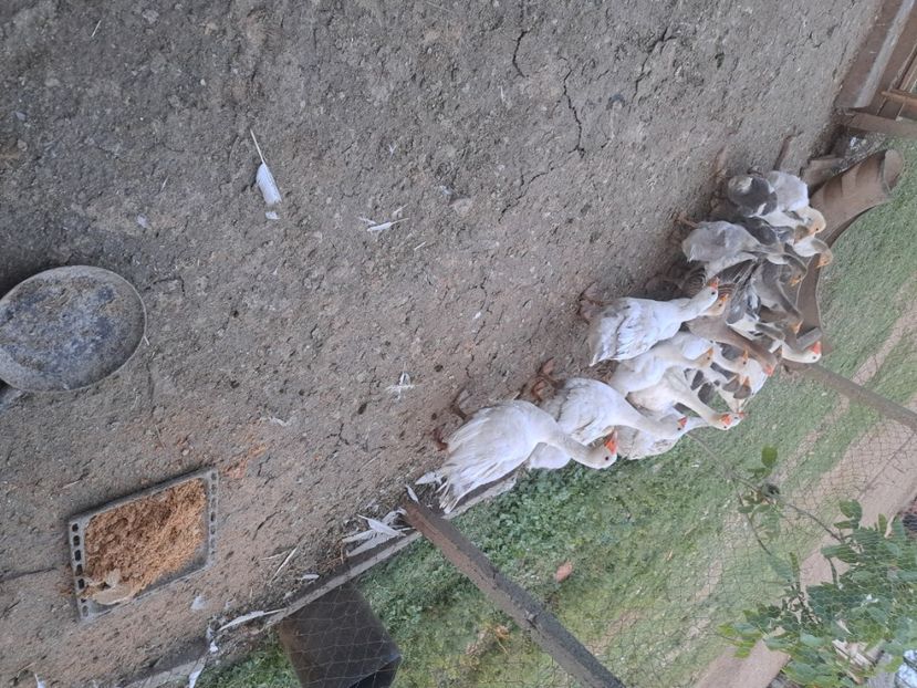  - Pasari la ferma 2023