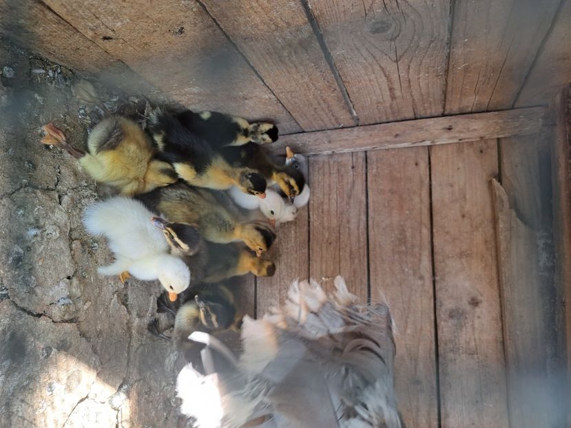  - Pasari la ferma 2023