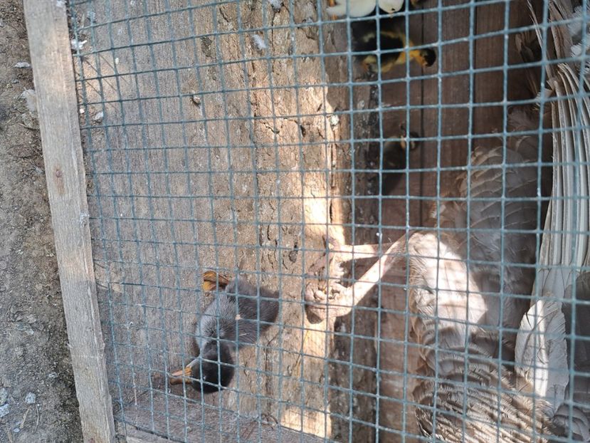  - Pasari la ferma 2023