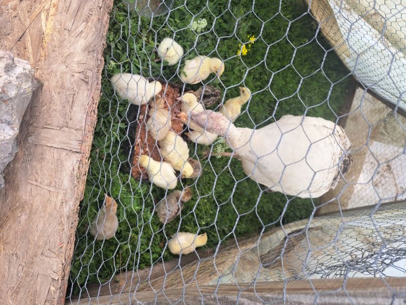  - Pasari la ferma 2023