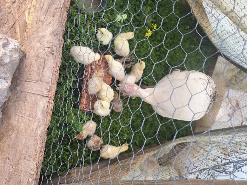  - Pasari la ferma 2023