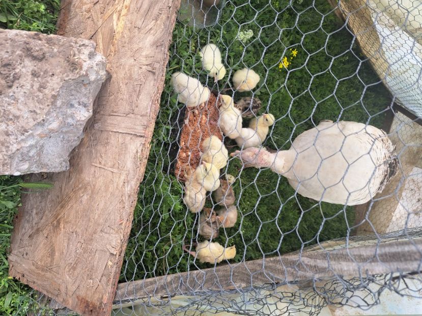  - Pasari la ferma 2023