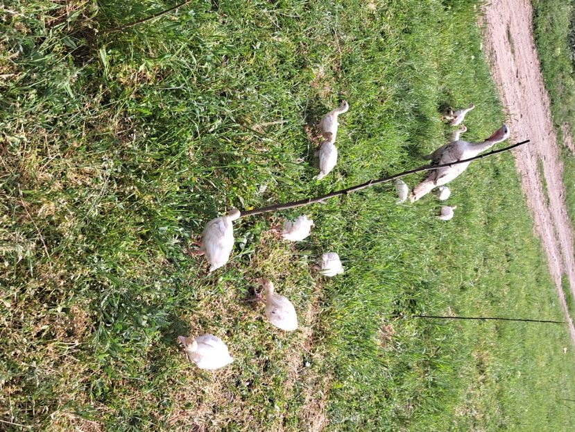  - Pasari la ferma 2023