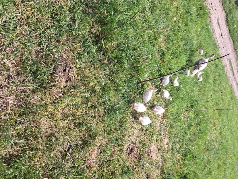  - Pasari la ferma 2023