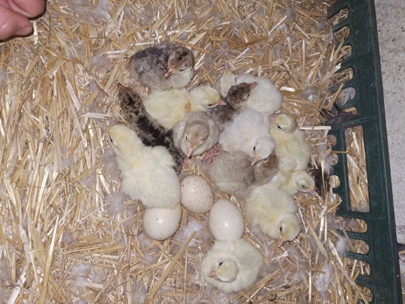  - Pasari la ferma 2023