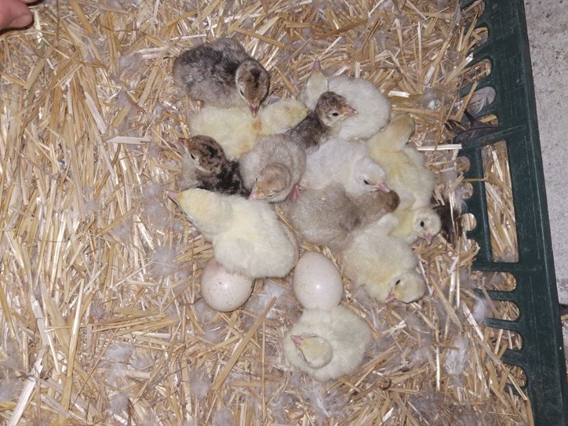  - Pasari la ferma 2023