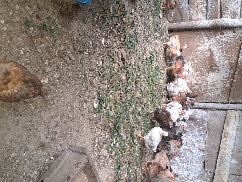  - Pasari la ferma 2023