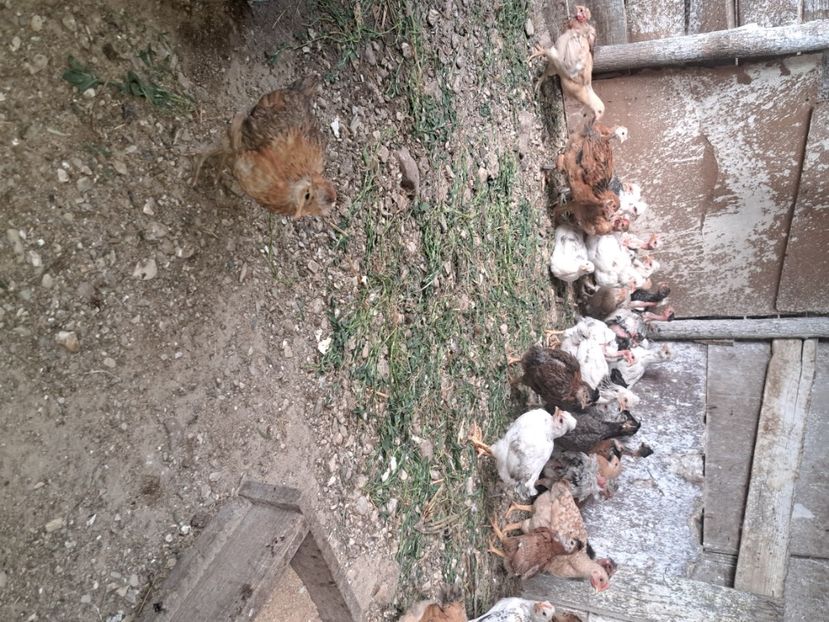  - Pasari la ferma 2023