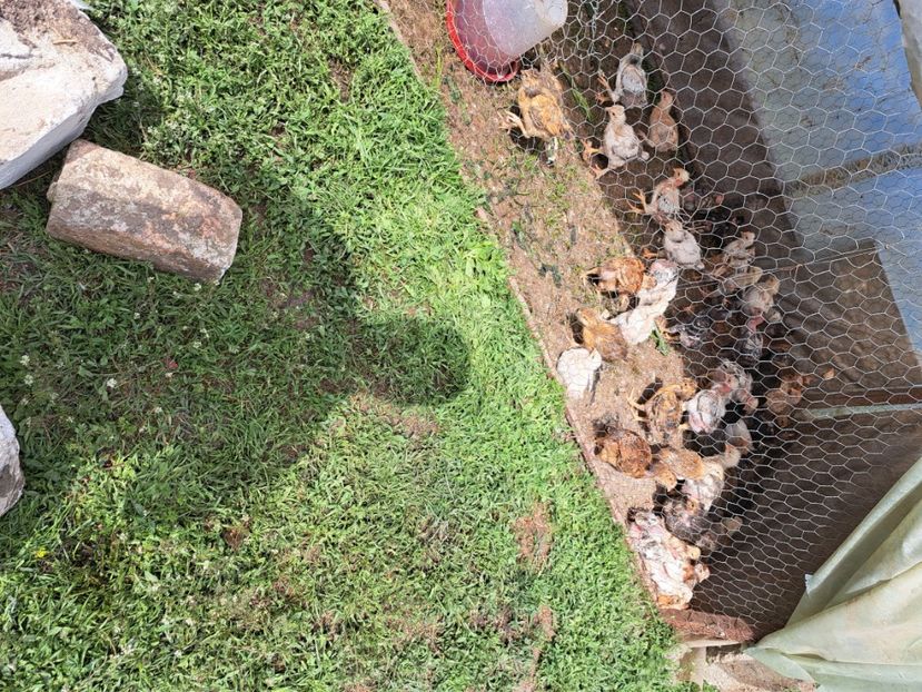  - Pasari la ferma 2023