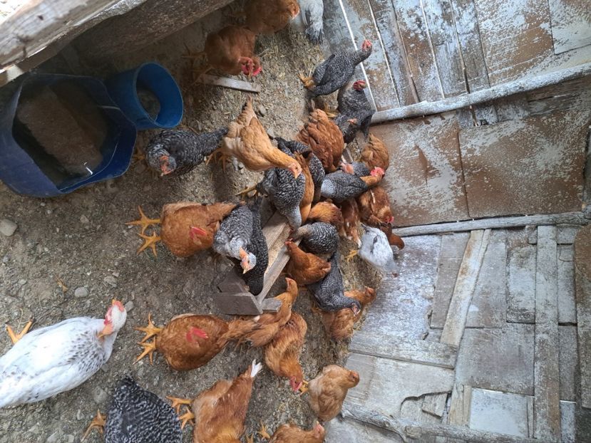  - Pasari la ferma 2023