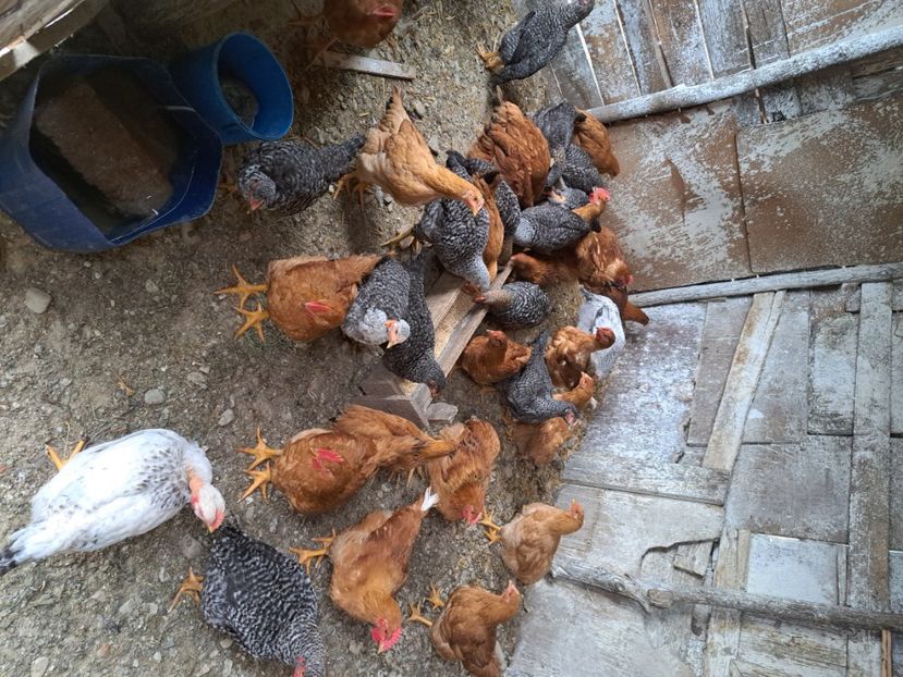  - Pasari la ferma 2023