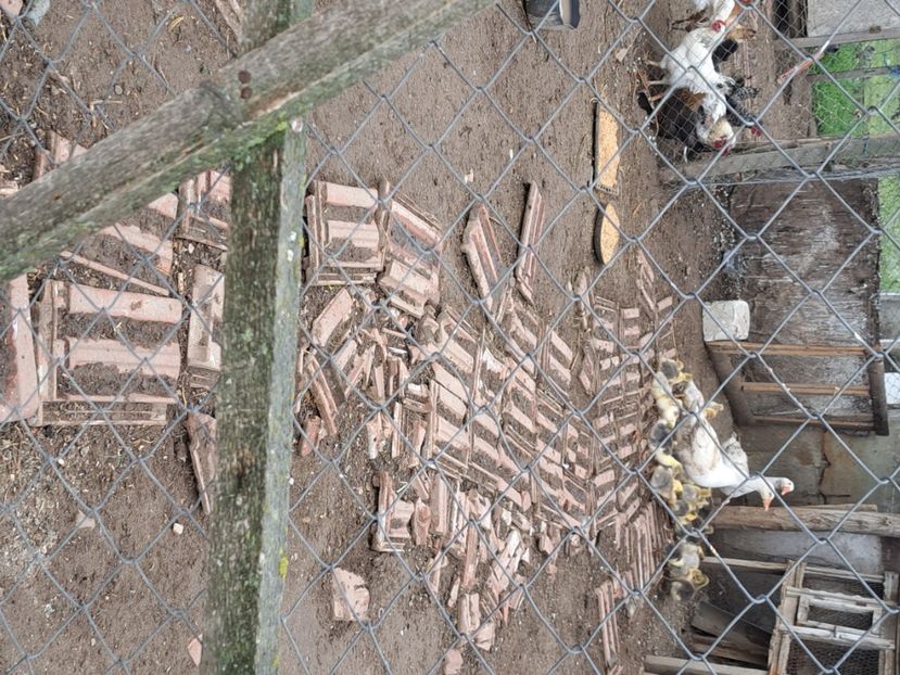  - Pasari la ferma 2023