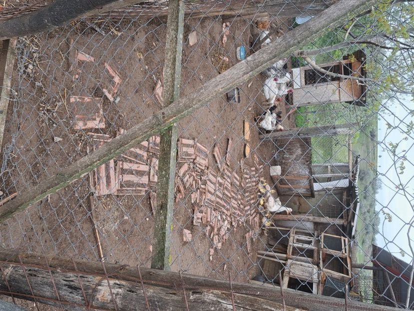  - Pasari la ferma 2023