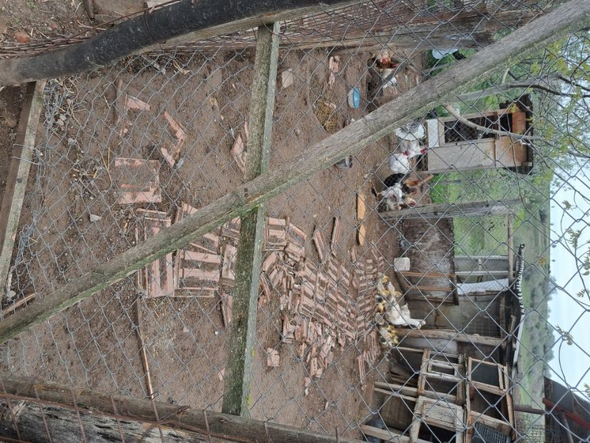  - Pasari la ferma 2023