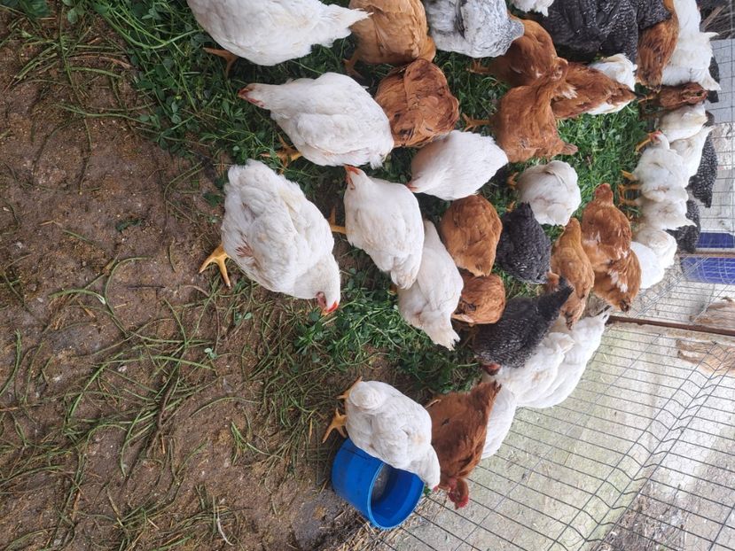  - Pasari la ferma 2023