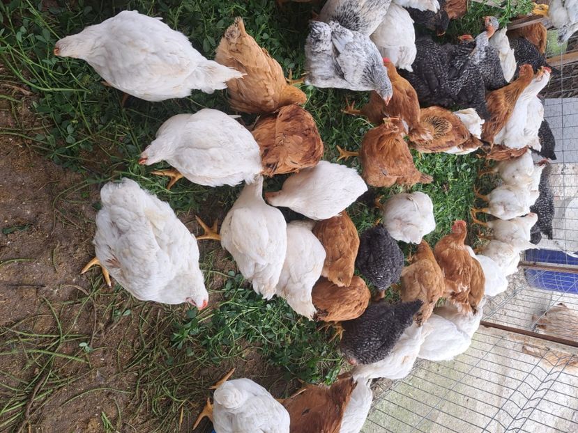  - Pasari la ferma 2023