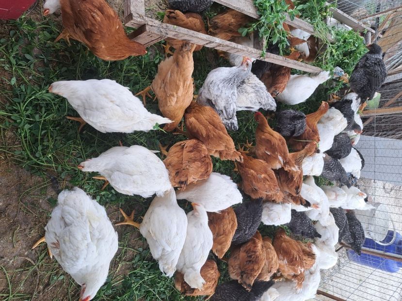  - Pasari la ferma 2023