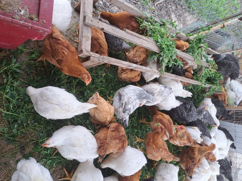  - Pasari la ferma 2023