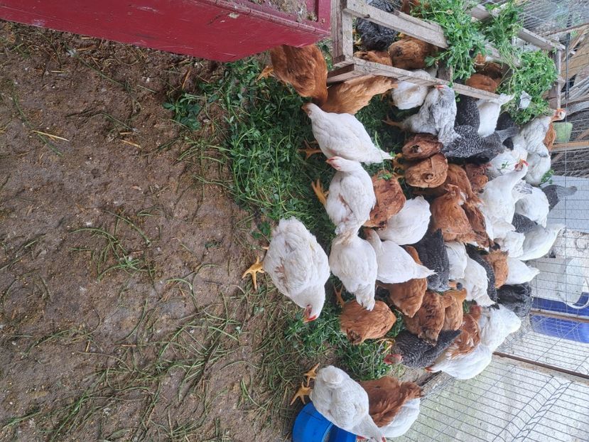  - Pasari la ferma 2023