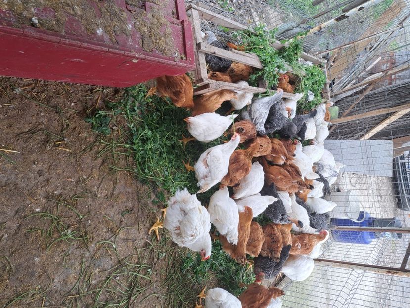  - Pasari la ferma 2023