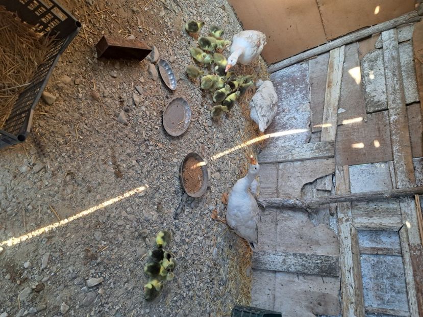  - Pasari la ferma 2023