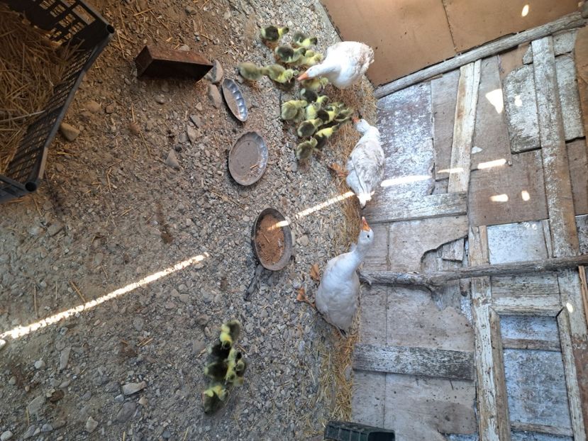  - Pasari la ferma 2023