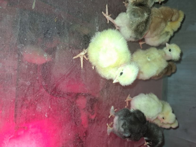  - Pasari la ferma 2023