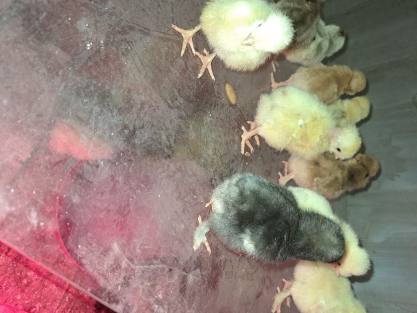  - Pasari la ferma 2023