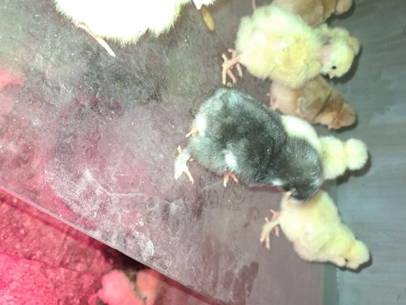  - Pasari la ferma 2023