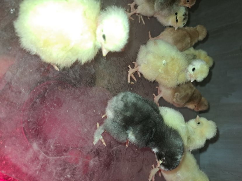  - Pasari la ferma 2023