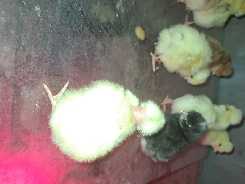  - Pasari la ferma 2023