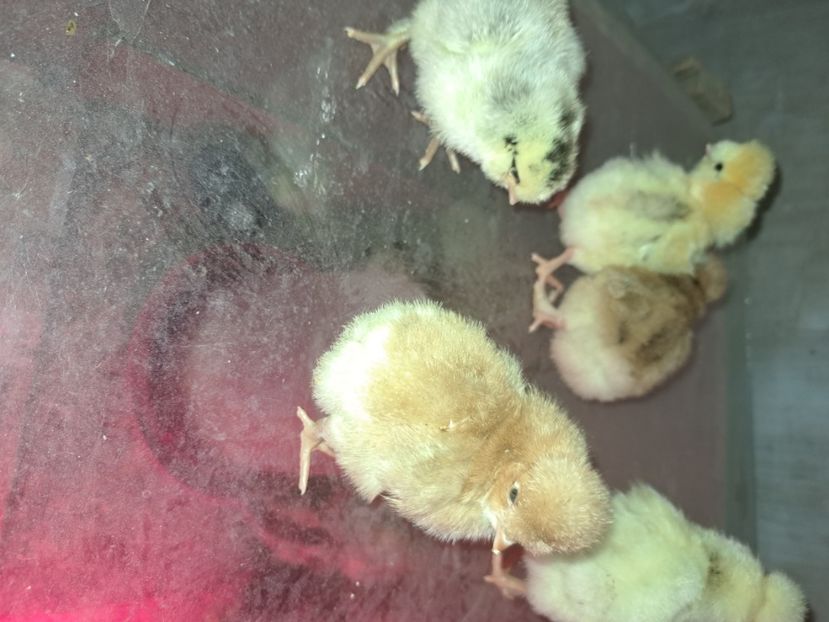  - Pasari la ferma 2023