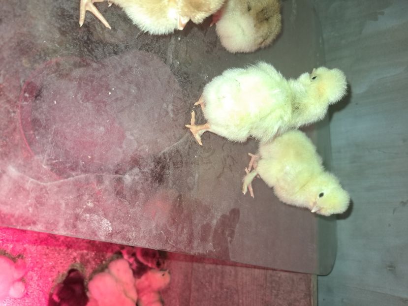  - Pasari la ferma 2023