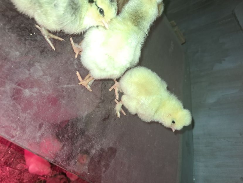  - Pasari la ferma 2023