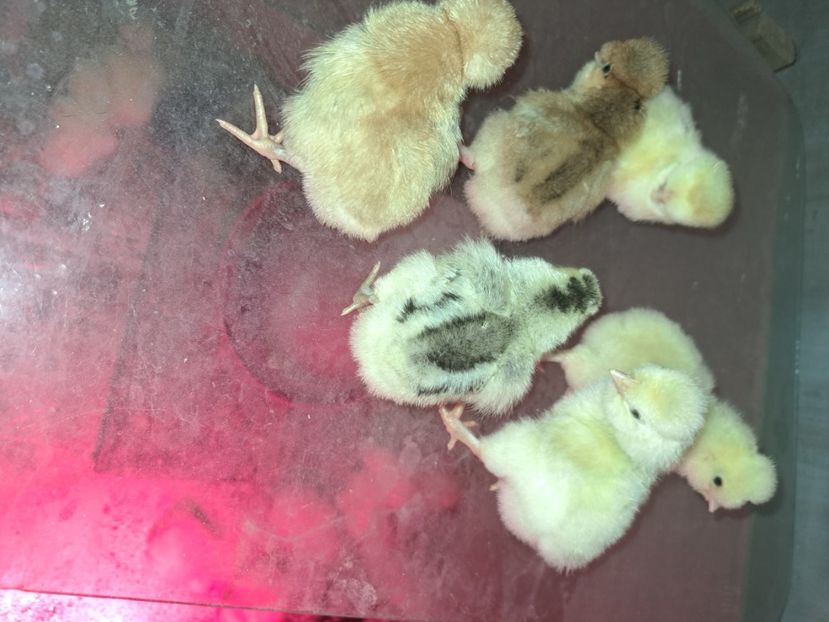  - Pasari la ferma 2023