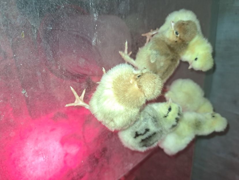  - Pasari la ferma 2023