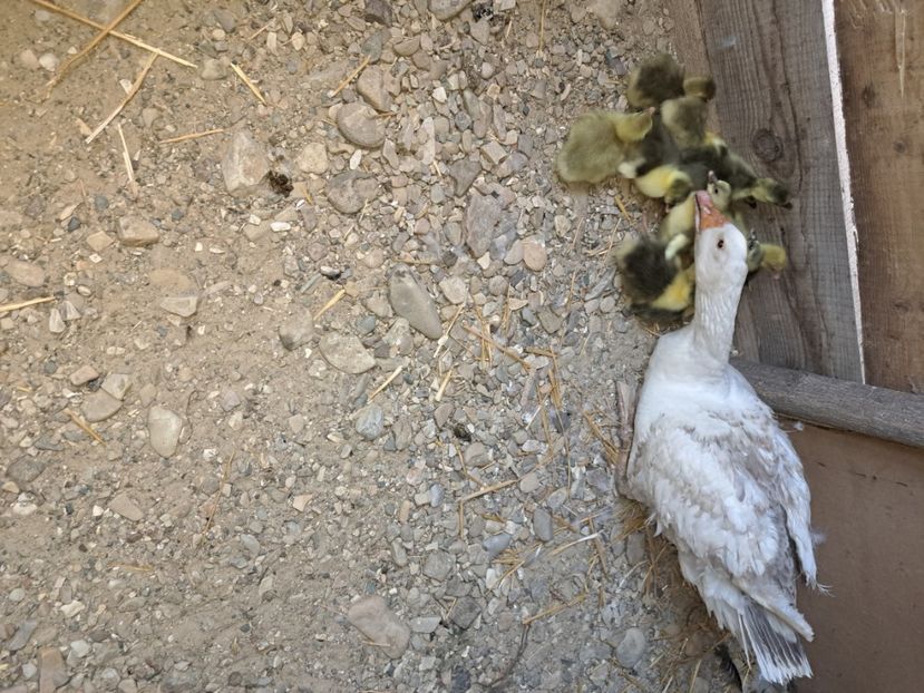  - Pasari la ferma 2023