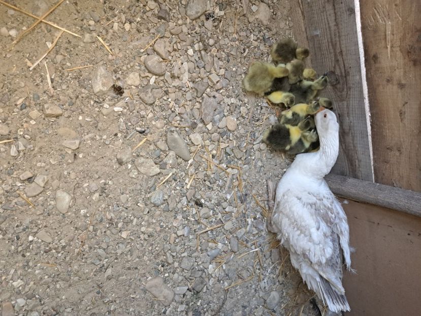  - Pasari la ferma 2023