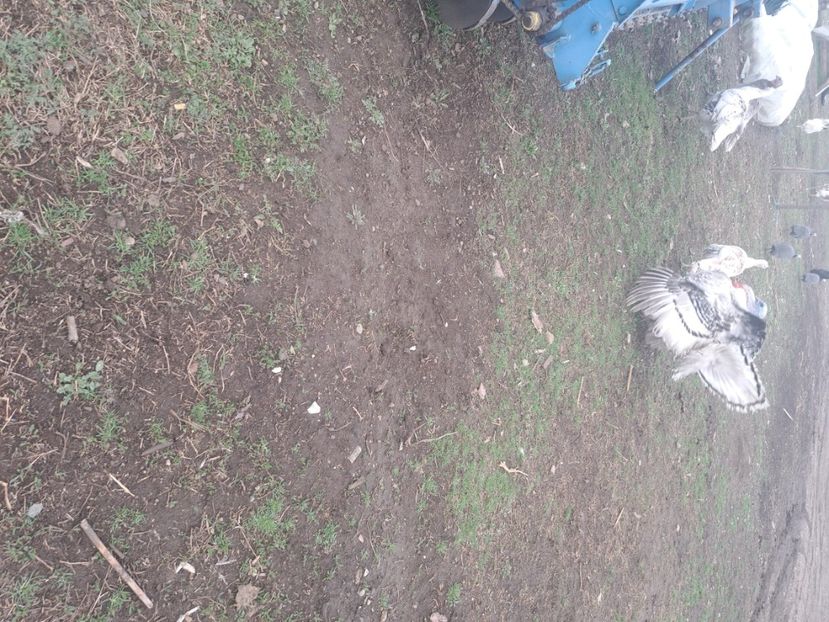  - Pasari la ferma 2023