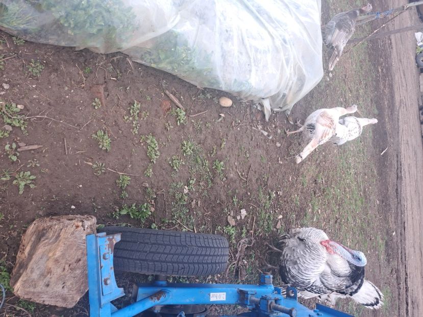  - Pasari la ferma 2023